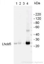Lhcb5 | CP26 chlorophyll a/b-binding protein of plant PSII in the group Antibodies for Plant/Algal  / Photosynthesis  / LHC at Agrisera AB (Antibodies for research) (AS01 009)